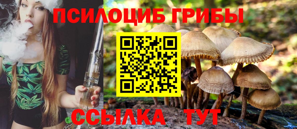 Галлюциногенные грибы Psilocybe Абакан