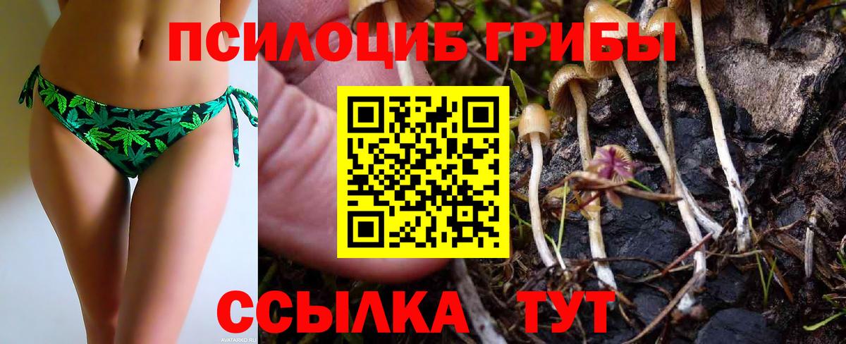 Абакан  Псилоцибиновые грибы Cubensis  Вход с VPN 